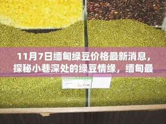 探秘缅甸绿豆情缘，最新价格与美味故事（11月7日更新）