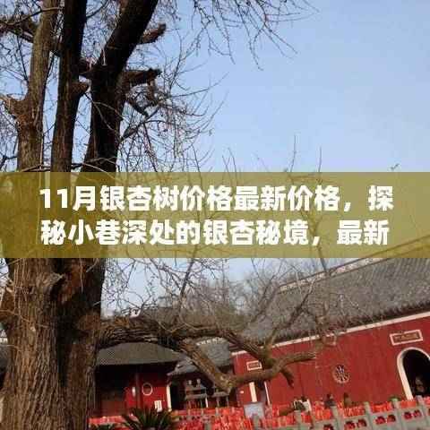 探秘银杏秘境,最新银杏树价格揭秘