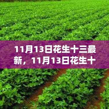 11月13日花生十三蜕变之路,自信成就梦想之旅新篇章