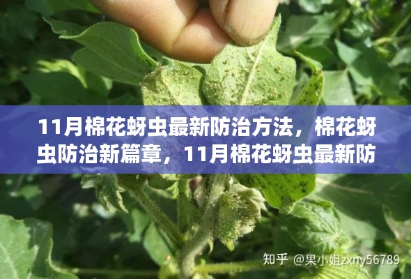 11月棉花蚜虫防治新方法,开启防治新篇章