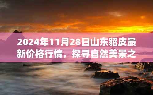 山东貂皮最新行情与探寻自然美景的心灵洗涤之旅——2024年山东貂皮价格行情报告