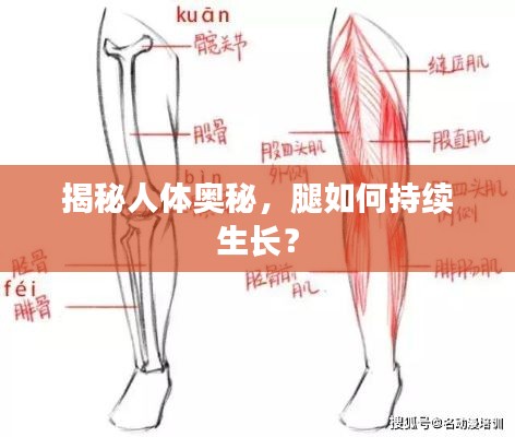 揭秘人体奥秘，腿如何持续生长？
