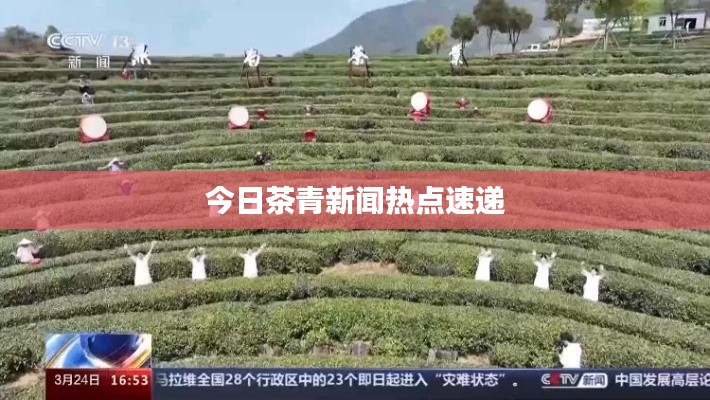 今日茶青新闻热点速递