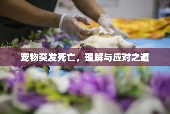 宠物突发死亡，理解与应对之道