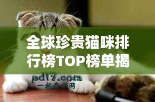 全球珍贵猫咪排行榜TOP榜单揭晓!