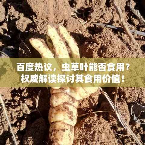 百度热议,虫草叶能否食用?权威解读探讨其食用价值!