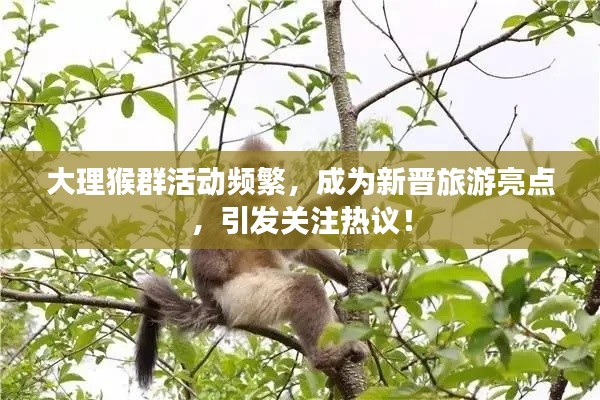 大理猴群活动频繁,成为新晋旅游亮点,引发关注热议!